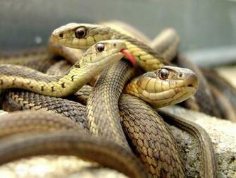 Beautiful Wild Animals Desktop Wallpaper Photography Cool