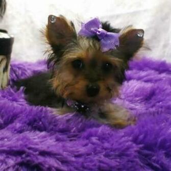 Teacup Yorkie Puppies Yorkshire Terrier Auto Design Tech