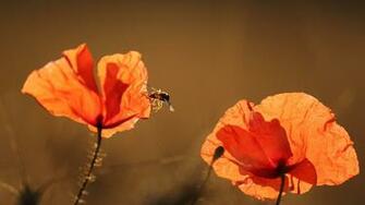 Red Poppy Summer Sunshine Desktop Pc And Mac Wallpaper