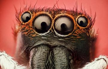 Wallpaper Spider Eyes Insect Image For Desktop Section