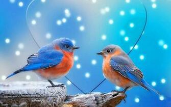 Love Birds Wallpaper Image For Pc
