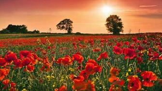 Remembrance Day Wallpaper