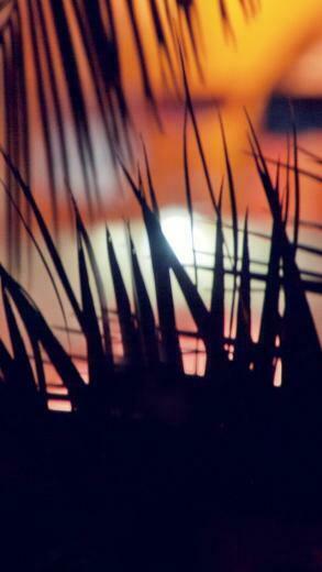 Palm Tree iPhone Wallpaper Background