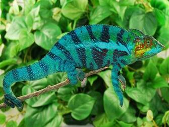 Chameleon Masoala Panther Nosy Botaha