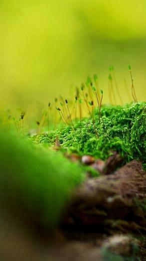 Nature Spring Budding Landscape iPhone Wallpaper