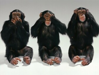 Monkeys Wallpaper