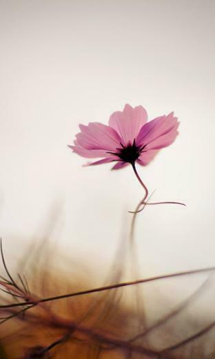 Nokia Lumia HD Wallpaper Mobile Apps