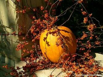 Decorative Pumpkin Photo Fall Display Wallcoo Net
