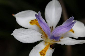 Butterfly Iris Flower Qcqp87fy9f6eam2t Wallpaper