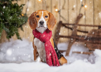 Bagel The Beagle Up For Adoption Soon