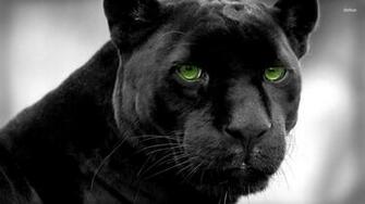 Black Panther Wallpaper Animal