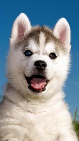 Wallpaper Husky Puppy Funny Animals Cute 4k