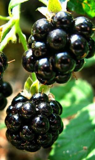 Bigger Blackberry Fruit Wallpaper For Android Screenshot