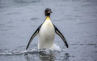 Wallpaper Sea Water Penguin Bokeh King Royal