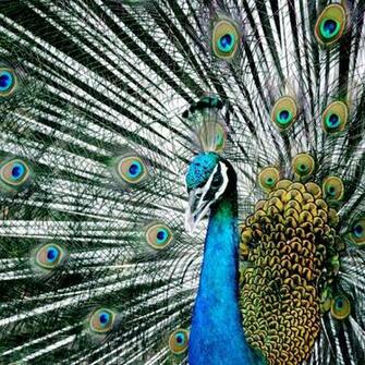 Majestic Blue Indian Peacock Wallpaper In Animals