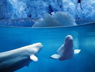 Desktop Wallpaper Online Best Collection Of Ocean