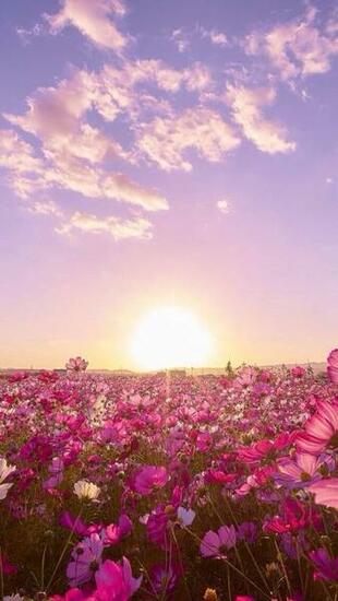Pink Skies And Flowers Everywhere Wallpaper Nature