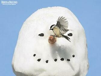 Birding Birds Blooms