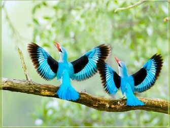 Kingfisher Wallpaper HD Pulse