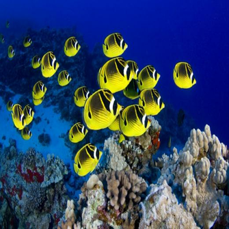 Fish And Coral Wallpaper For Android Windows Phone iPhone Ios