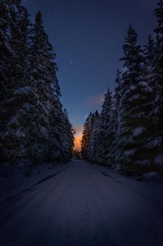 Winter Forest Pictures Image