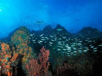 Venezuela Ocean Life Photography Desktop Wallpaper S