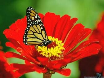 Butterflies And Flowers Wallpaper