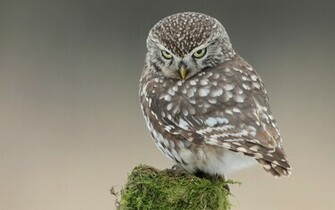 Grey Owl Jpg