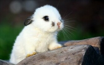 Cute Rabbit Wallpaper Sa