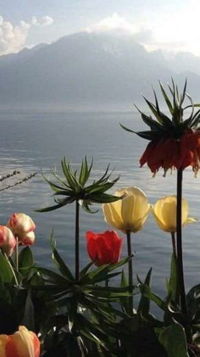 Ari Rachel Image Aesthetic Flowers HD Wallpaper And
