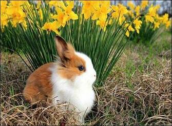 Spring Bunny Wallpaper