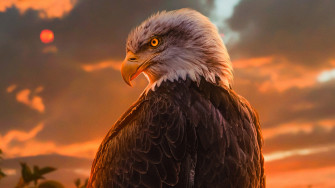 Wild Bald Eagle 4k Wallpaper Resolution HD