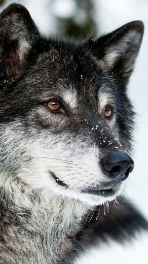Wolf iPhone Wallpaper Google Search Wild