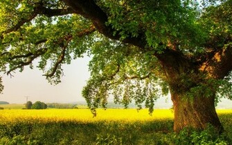 Oak Tree Wallpaper