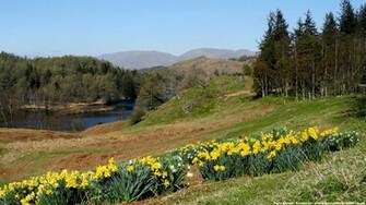 Source Url Wallpaper55 Tarn Hows Daffodils HD Wallpaper