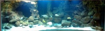 3d Freshwater Aquarium Background Advice