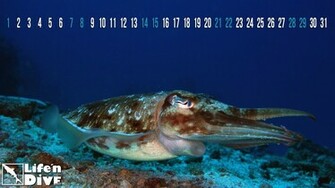 Cuttlefish Jan Wallpaper Without Calendar