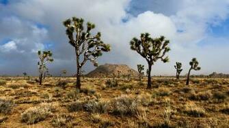 Joshua Tree National Park Wallpaper Sfondi Id