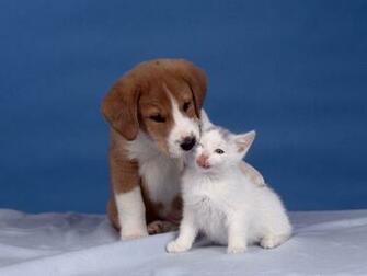 Cute Wallpaper Kittens