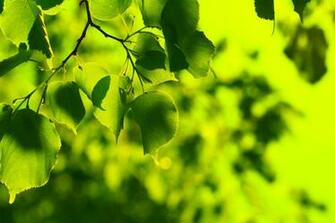 Really Green Leaf Tablet Phone Wallpaper Background