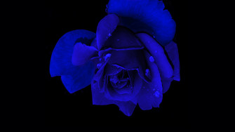 Wallpaper Of Blue Roses