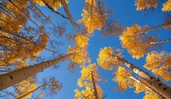 Wallpaper The Sky Trees Aspen Leaves Autumn Trunk