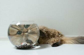 Cats Fish Tank Wallpaper Desktop