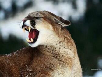 Mountain Lion Wallpaper Background HD Hivewallpaper