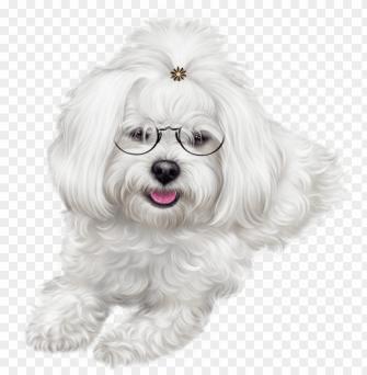 Uppy Clipart Maltipoo Christmas Puppy Image Png Image