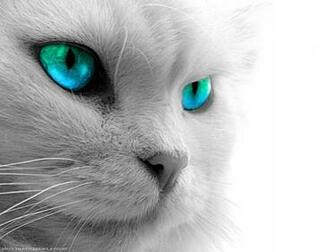 Black Cat Eyes Wallpaper Blue Yellow Green Red