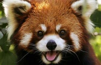 Animal Red Panda Wallpaper HD Wallpapermine