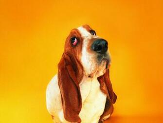 Its A Hound Dog Wallpaper