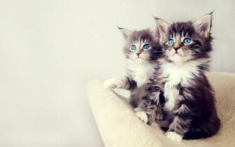 Animal Cute Kittens White Grey Soft Fur Look Up HD Wallpaper Sleepy