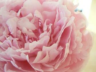 HD Pink Peony Wallpaper Database